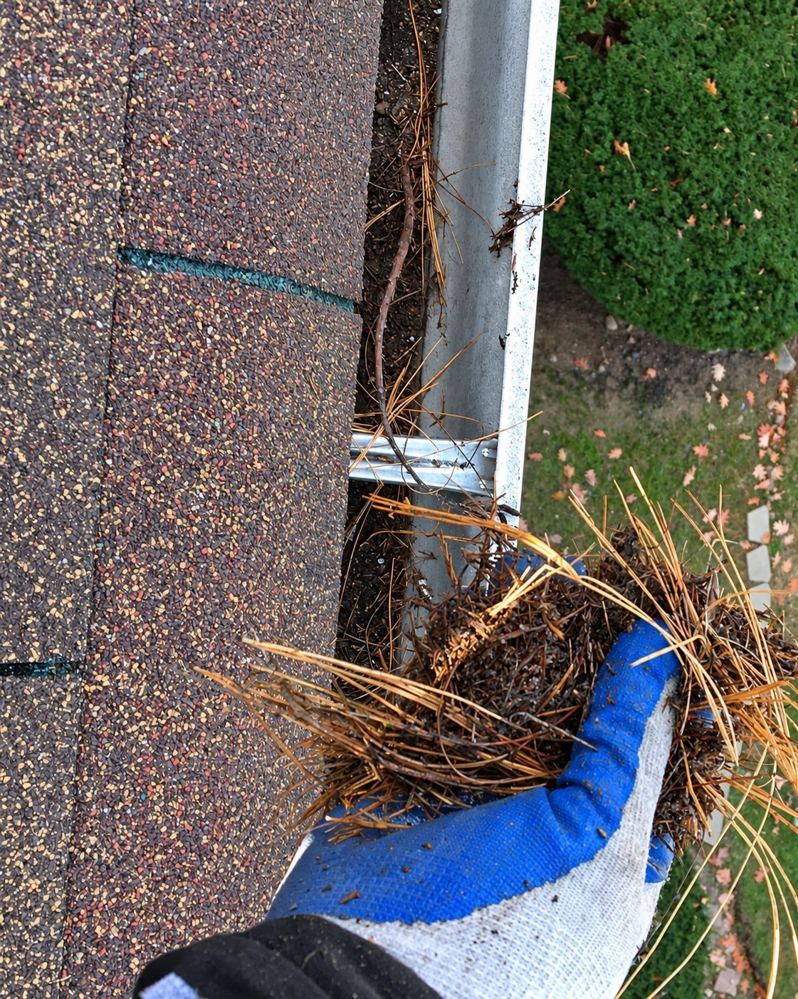 Gloved hand pulling a clump of pine needles out of a gutter